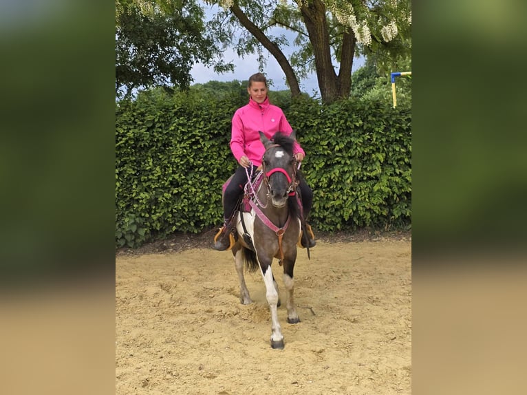 Pinto Horse Giumenta 13 Anni 135 cm Pezzato in Linkenbach
