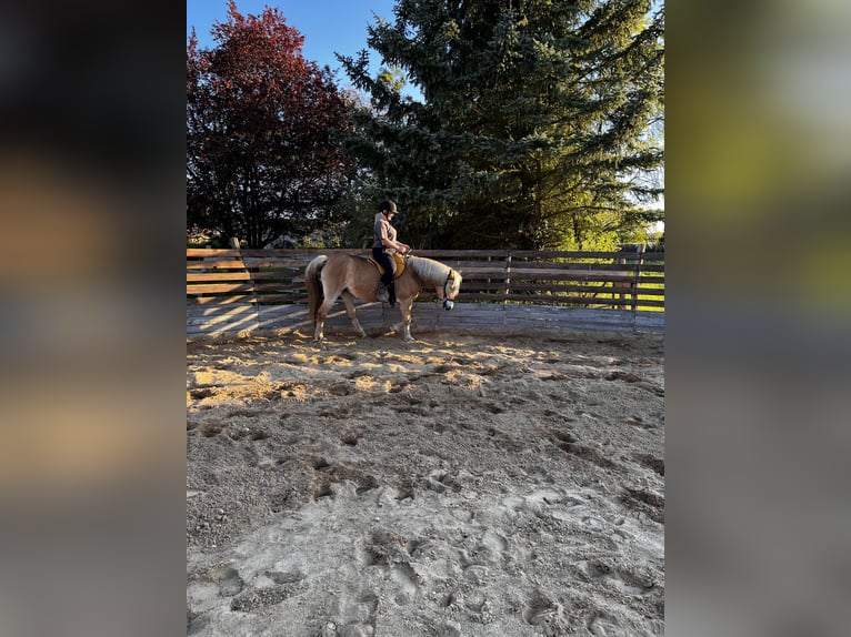Pinto Horse Giumenta 13 Anni 158 cm in Luckau