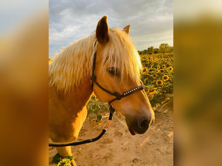 Pinto Horse Giumenta 13 Anni 158 cm in Luckau