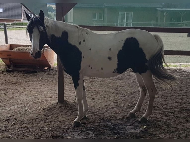 Pinto Horse Giumenta 13 Anni 159 cm Pezzato in HageN