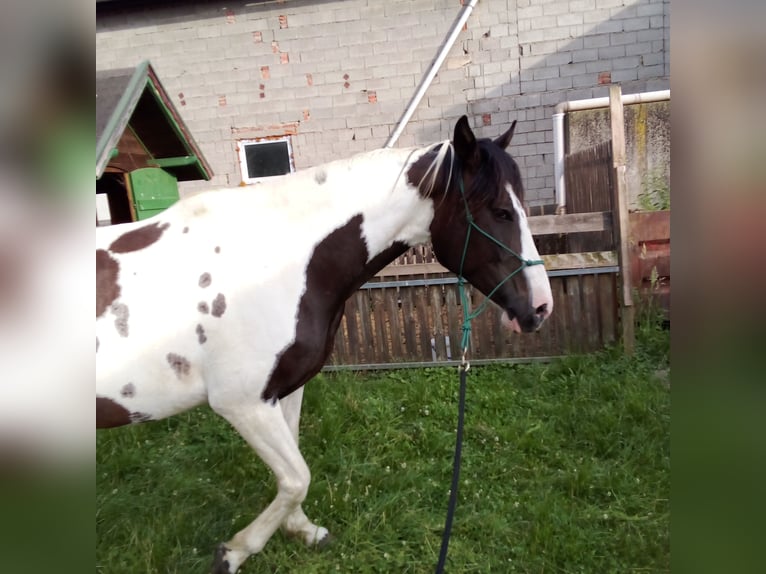 Pinto Horse Giumenta 13 Anni 170 cm Pezzato in Sankt Veit in der Südsteiermark