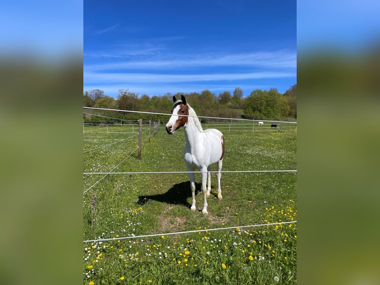 Pinto Horse Giumenta 14 Anni 147 cm Pezzato in Steinheim am Albuch