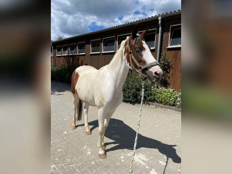 Pinto Horse Giumenta 14 Anni 147 cm Pezzato in Steinheim am Albuch