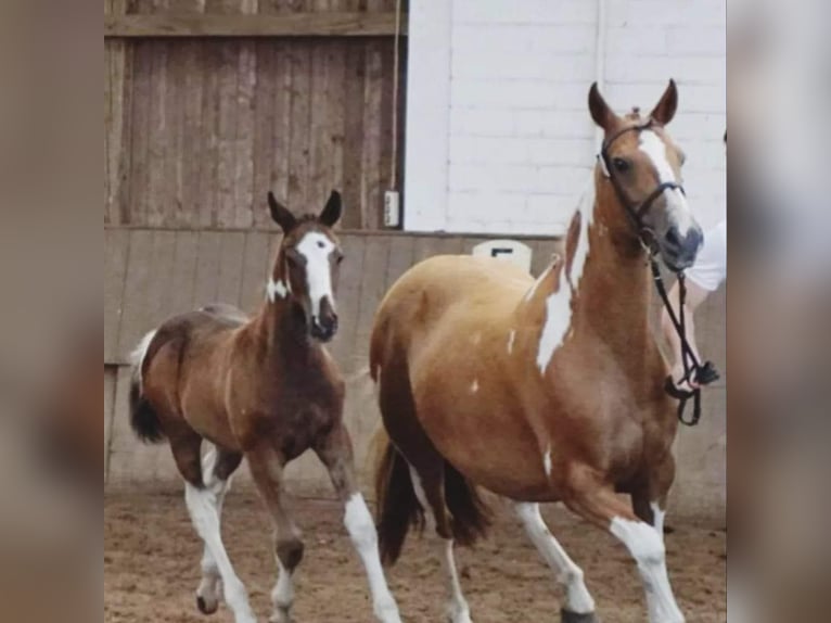 Pinto Horse Giumenta 14 Anni 147 cm Pezzato in Gnarrenburg