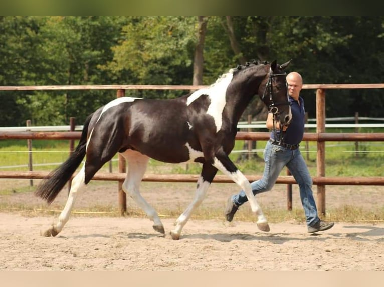 Pinto Horse Giumenta 14 Anni 147 cm Pezzato in Gnarrenburg