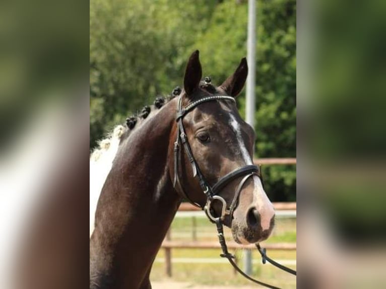 Pinto Horse Giumenta 14 Anni 147 cm Pezzato in Gnarrenburg