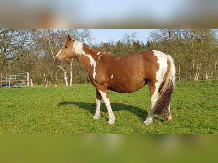 Pinto Horse Giumenta 14 Anni 147 cm Pezzato in Gnarrenburg