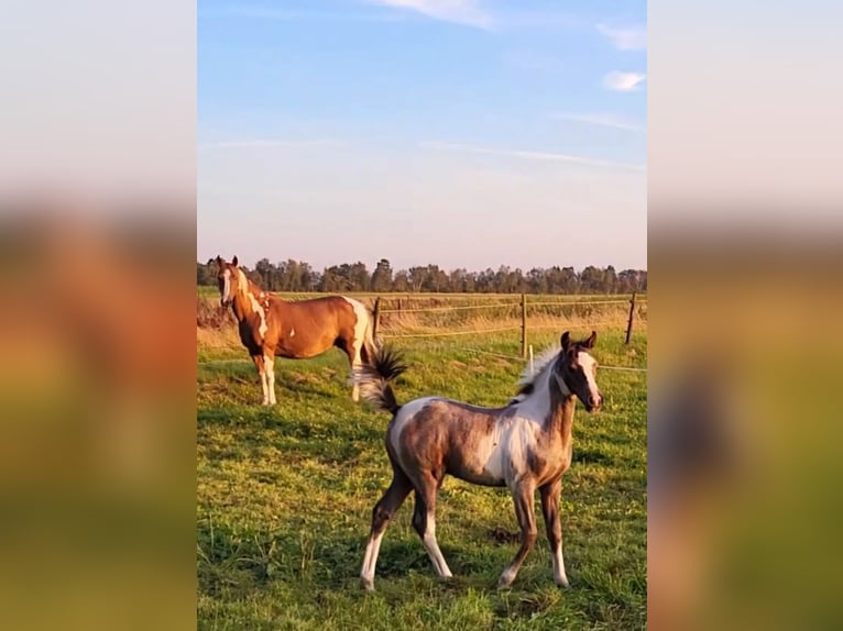 Pinto Horse Giumenta 14 Anni 147 cm Pezzato in Gnarrenburg