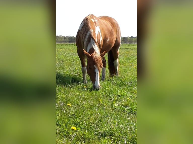 Pinto Horse Giumenta 14 Anni 147 cm Pezzato in Gnarrenburg