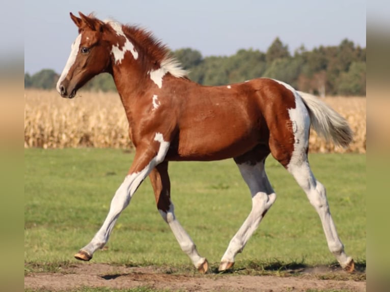 Pinto Horse Giumenta 14 Anni 147 cm Pezzato in Gnarrenburg