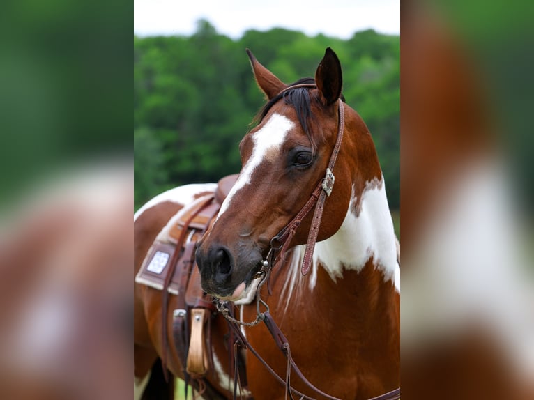 Pinto Horse Giumenta 14 Anni Pezzato in Forney