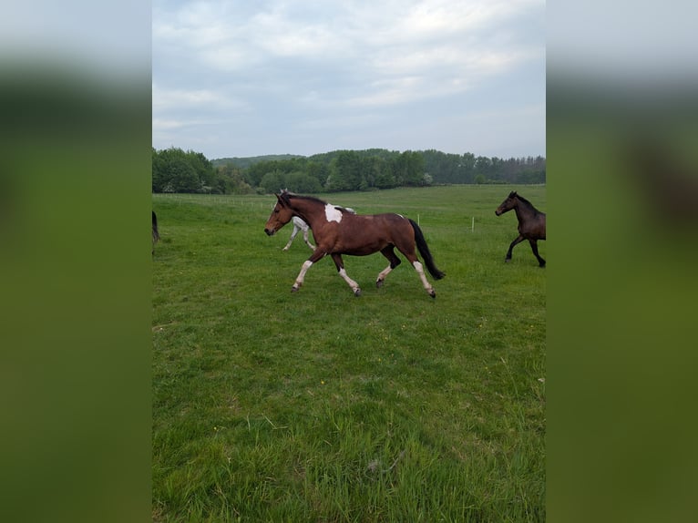 Pinto Horse Mix Giumenta 15 Anni 148 cm  in Sprockhövel