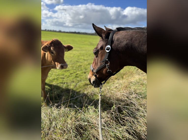 Pinto Horse Giumenta 15 Anni 150 cm Baio chiaro in Krummhörn