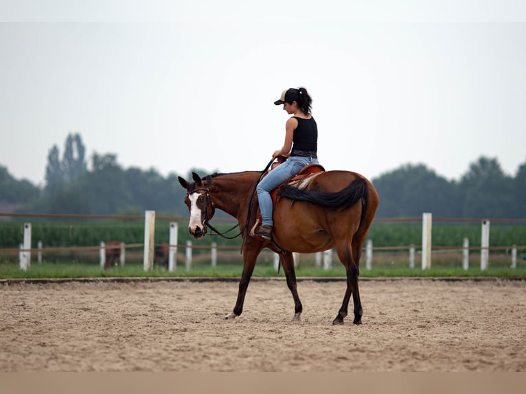 Pinto Horse Giumenta 15 Anni 155 cm Baio in Diepholz