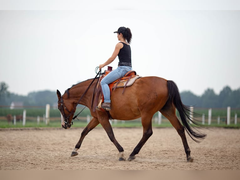 Pinto Horse Giumenta 15 Anni 155 cm Baio in Diepholz