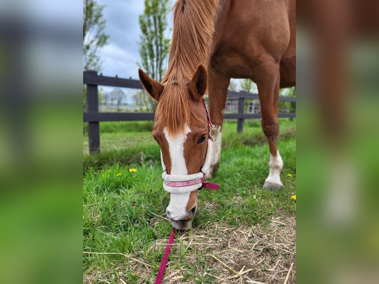 Pinto Horse Giumenta 15 Anni 162 cm Sauro in Detern