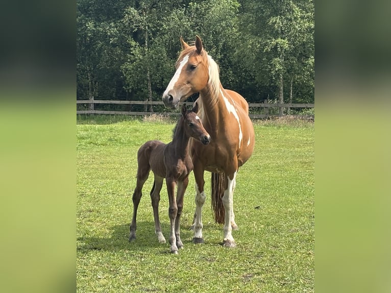 Pinto Horse Giumenta 16 Anni 145 cm Pezzato in Holste