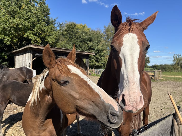 Pinto Horse Giumenta 16 Anni 145 cm Pezzato in Holste
