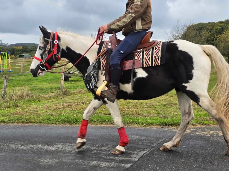 Pinto Horse Giumenta 16 Anni 148 cm Pezzato in Linkenbach