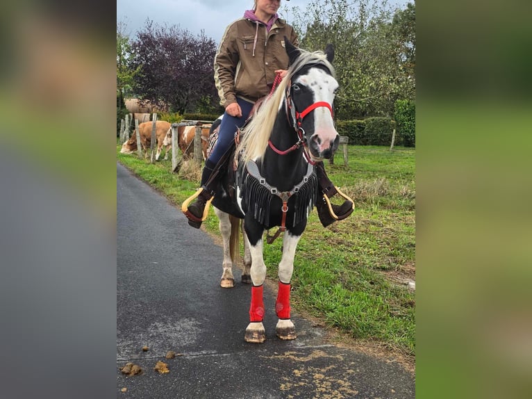 Pinto Horse Giumenta 16 Anni 148 cm Pezzato in Linkenbach