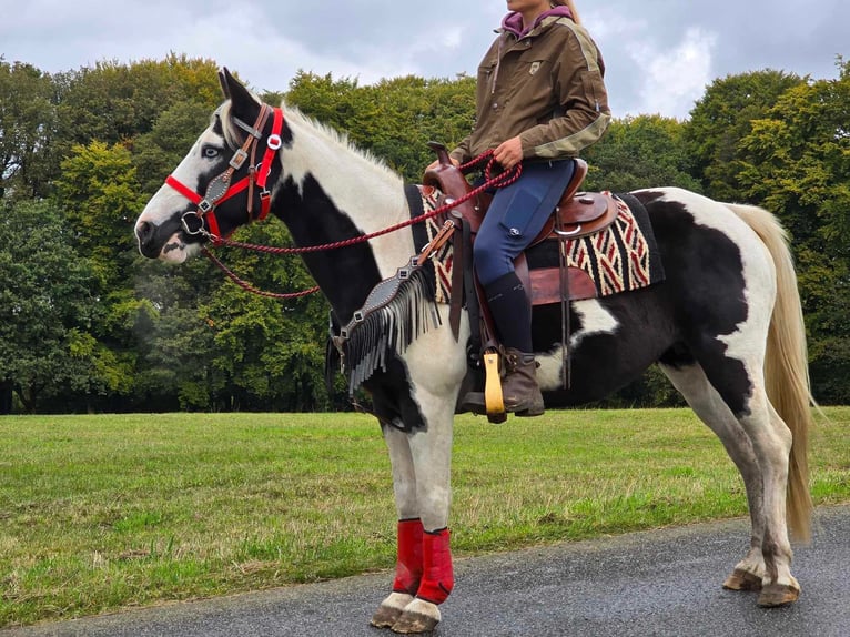 Pinto Horse Giumenta 16 Anni 148 cm Pezzato in Linkenbach