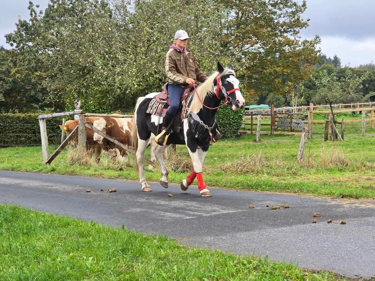 Pinto Horse Giumenta 16 Anni 148 cm Pezzato in Linkenbach