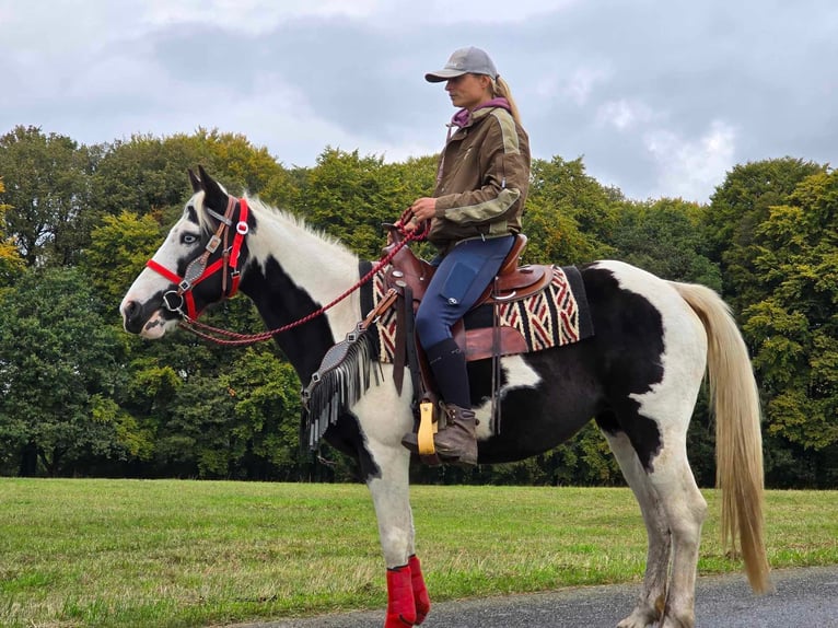 Pinto Horse Giumenta 16 Anni 148 cm Pezzato in Linkenbach