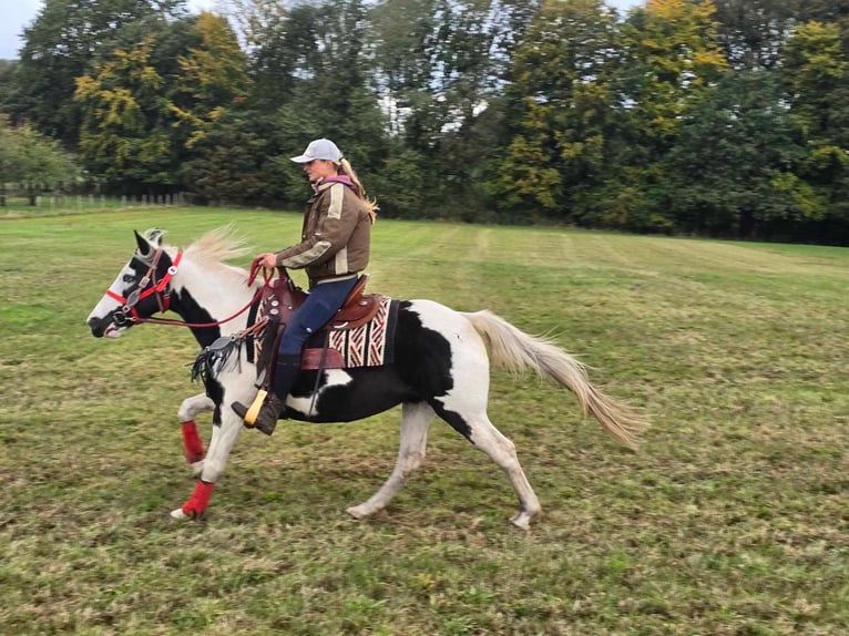 Pinto Horse Giumenta 16 Anni 148 cm Pezzato in Linkenbach