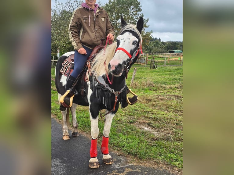 Pinto Horse Giumenta 16 Anni 148 cm Pezzato in Linkenbach