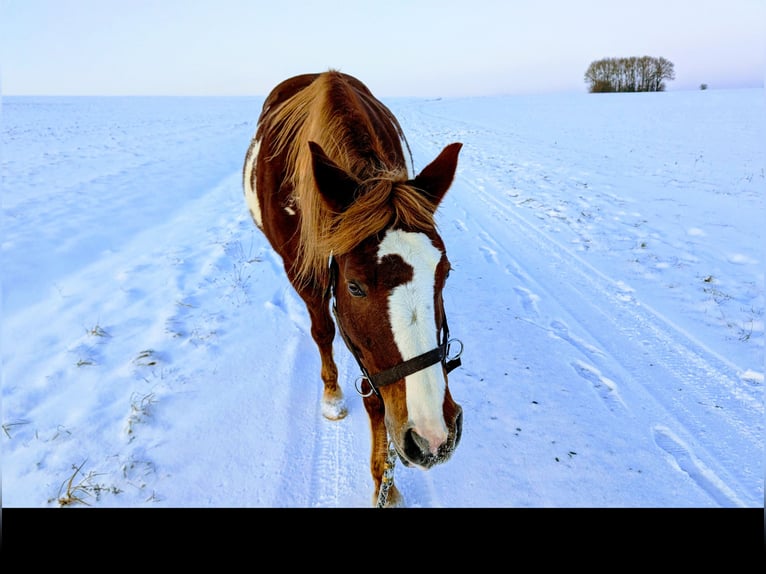 Pinto Horse Mix Giumenta 16 Anni 154 cm Overo-tutti i colori in Schonungen