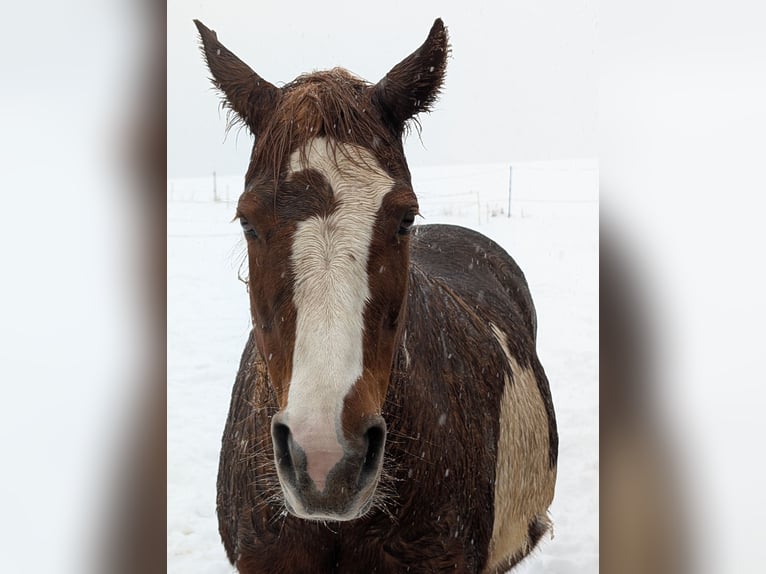 Pinto Horse Mix Giumenta 16 Anni 154 cm Overo-tutti i colori in Schonungen