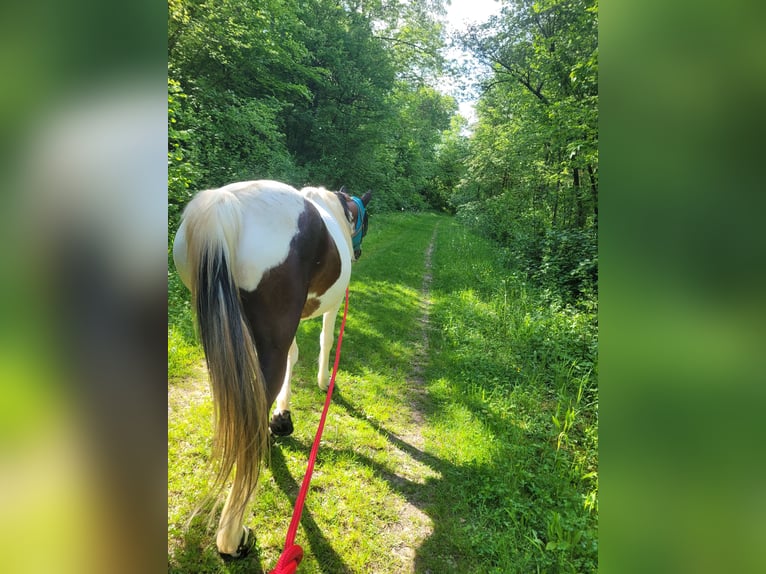 Pinto Horse Giumenta 16 Anni 155 cm Pezzato in Lauterstein