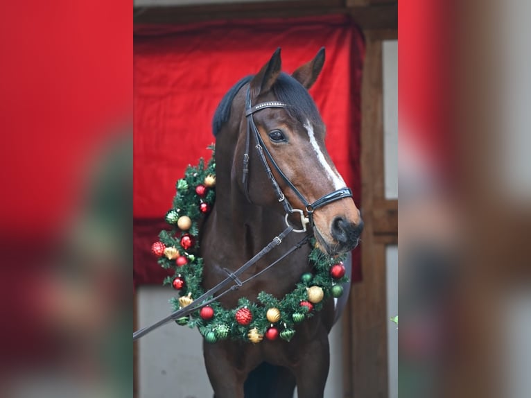 Pinto Horse Giumenta 16 Anni 165 cm Pezzato in Schopfheim