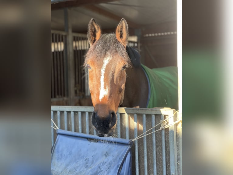 Pinto Horse Giumenta 16 Anni 165 cm Pezzato in Schopfheim