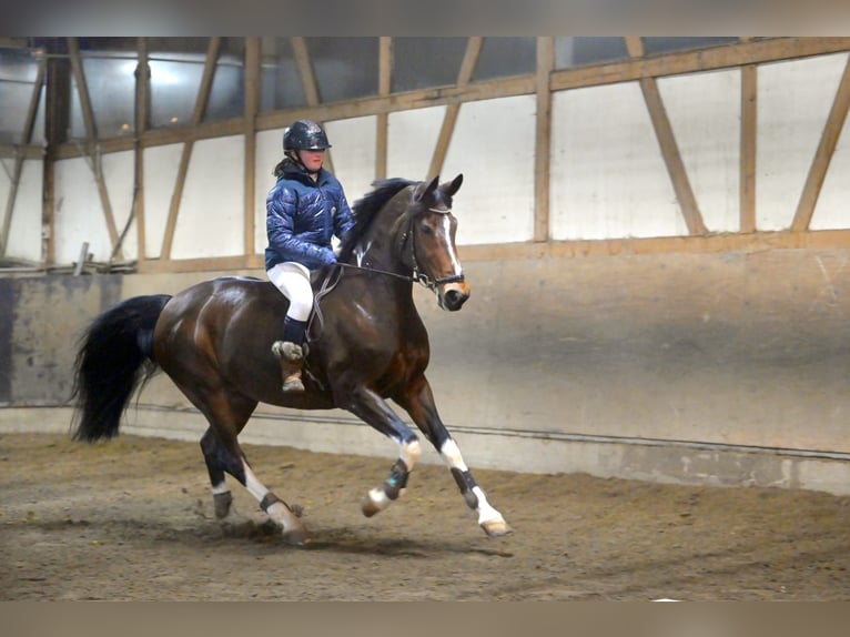 Pinto Horse Giumenta 16 Anni 165 cm Pezzato in Schopfheim