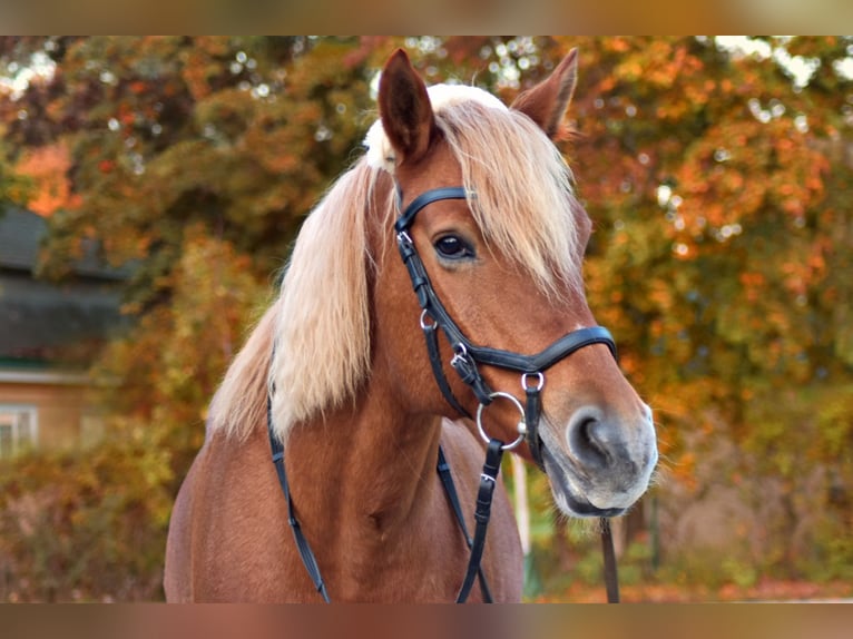 Pinto Horse Mix Giumenta 17 Anni 155 cm Sauro in Wien, Leopoldstadt