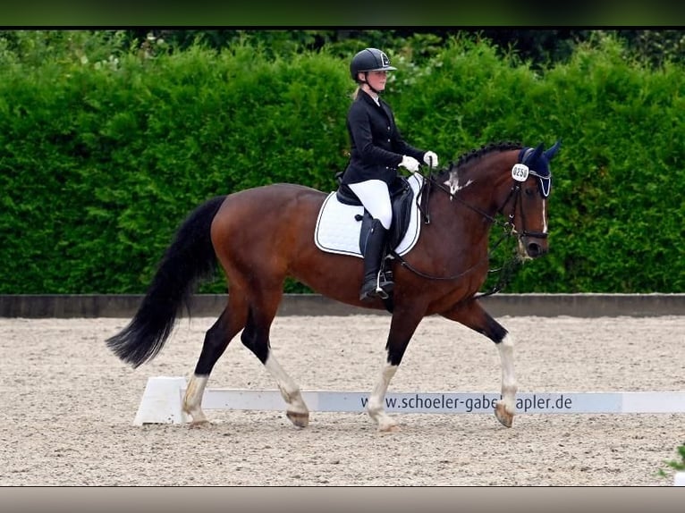 Pinto Horse Giumenta 17 Anni 160 cm Pezzato in Schopfheim