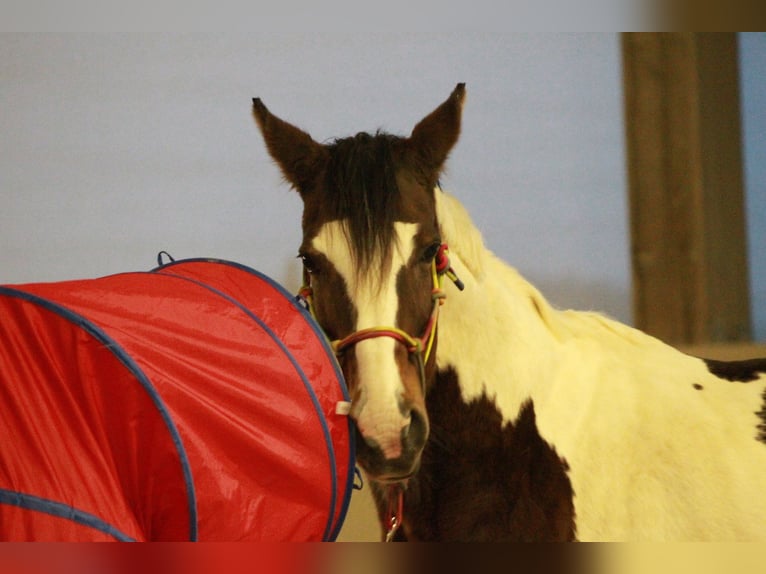 Pinto Horse Giumenta 17 Anni 174 cm Pezzato in Heilbronn