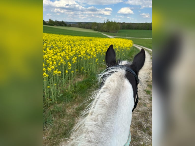 Pinto Horse Giumenta 18 Anni 148 cm Pezzato in Ursberg