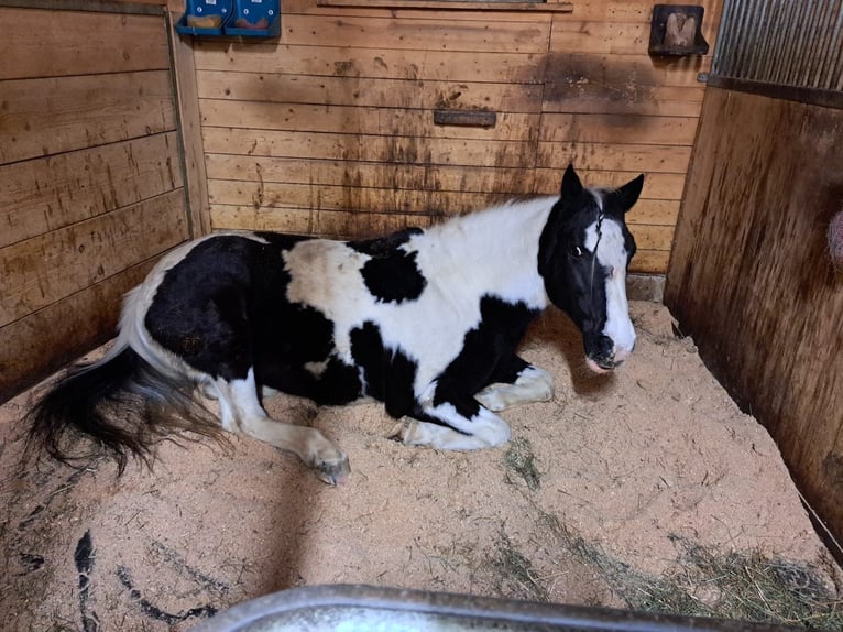 Pinto Horse Giumenta 18 Anni 148 cm Pezzato in Ursberg