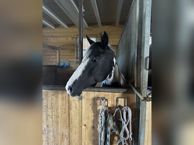 Pinto Horse Giumenta 18 Anni 148 cm Pezzato in Ursberg