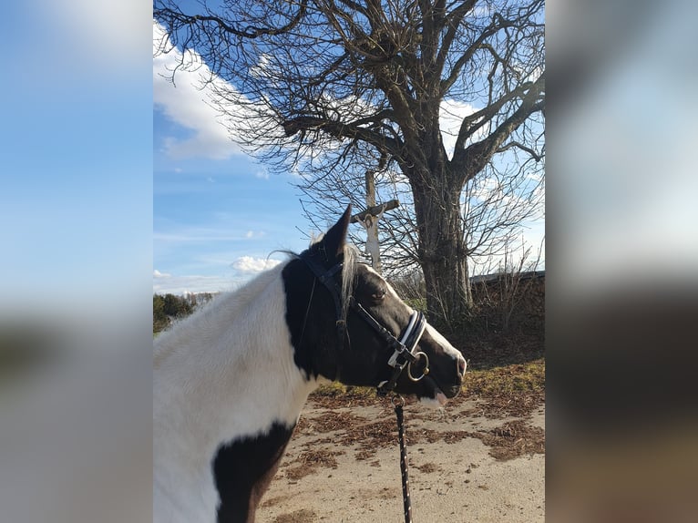 Pinto Horse Giumenta 18 Anni 148 cm Pezzato in Ursberg