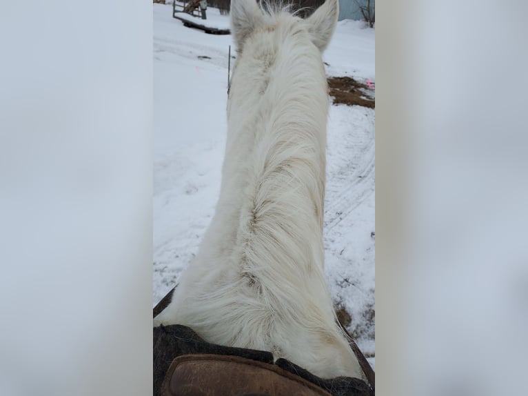Pinto Horse Mix Giumenta 19 Anni 152 cm Pezzato in North Branch , Minnesota