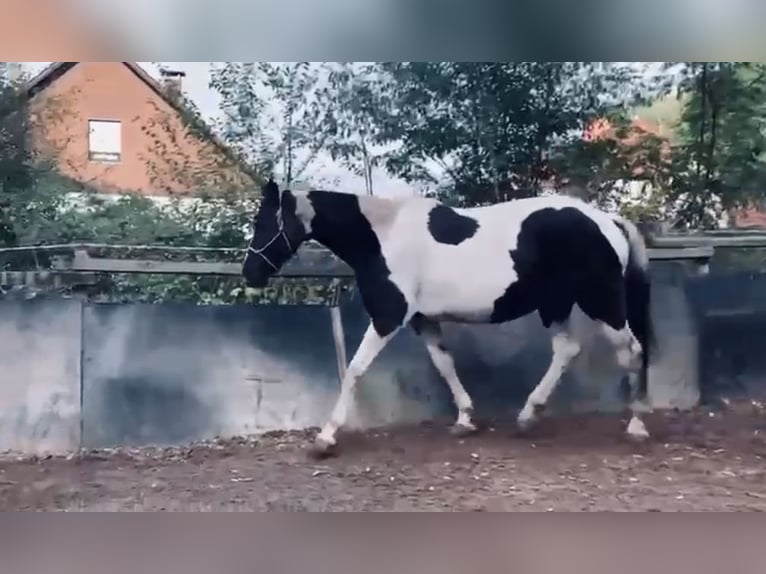 Pinto Horse Mix Giumenta 19 Anni 160 cm Pezzato in Saarbrücken