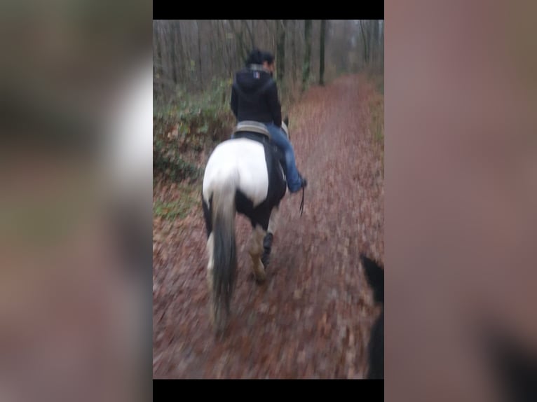 Pinto Horse Mix Giumenta 19 Anni 160 cm Tobiano-tutti i colori in Saarbrücken