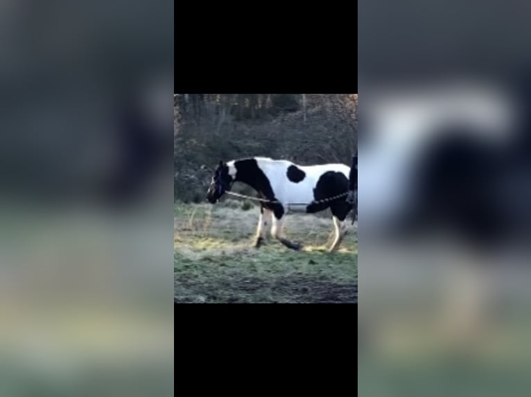 Pinto Horse Mix Giumenta 19 Anni 160 cm Tobiano-tutti i colori in Saarbrücken