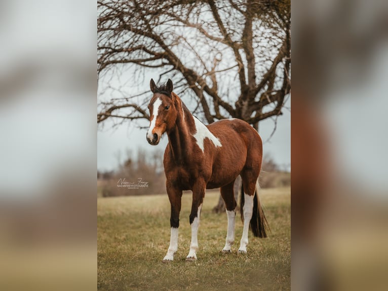 Pinto Horse Giumenta 19 Anni 168 cm Pezzato in Nürtingen