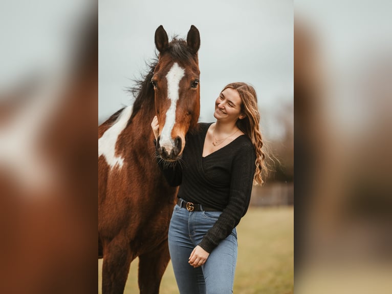 Pinto Horse Giumenta 19 Anni 168 cm Pezzato in Nürtingen