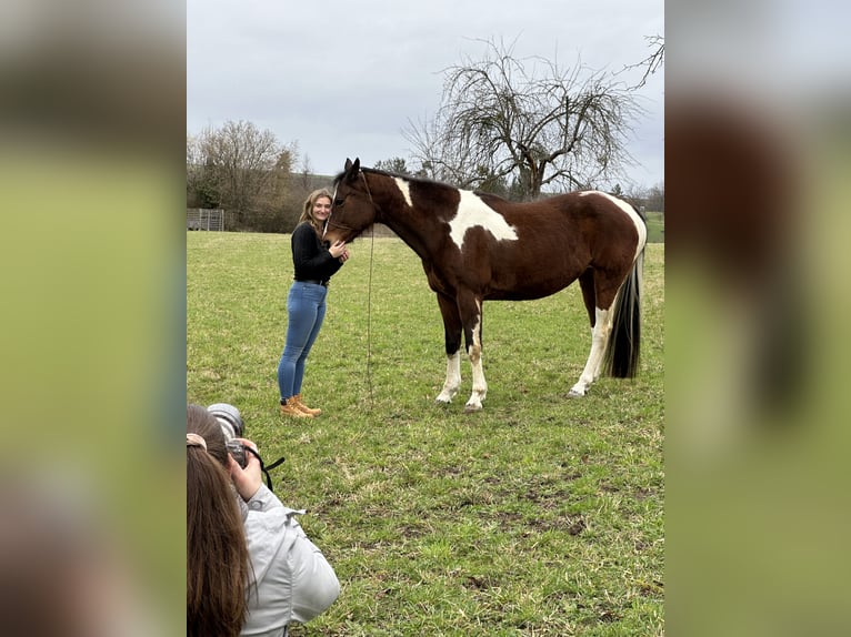 Pinto Horse Giumenta 19 Anni 168 cm Pezzato in Nürtingen