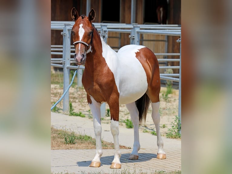 Pinto Horse Mix Giumenta 1 Anno 132 cm Pezzato in Pér